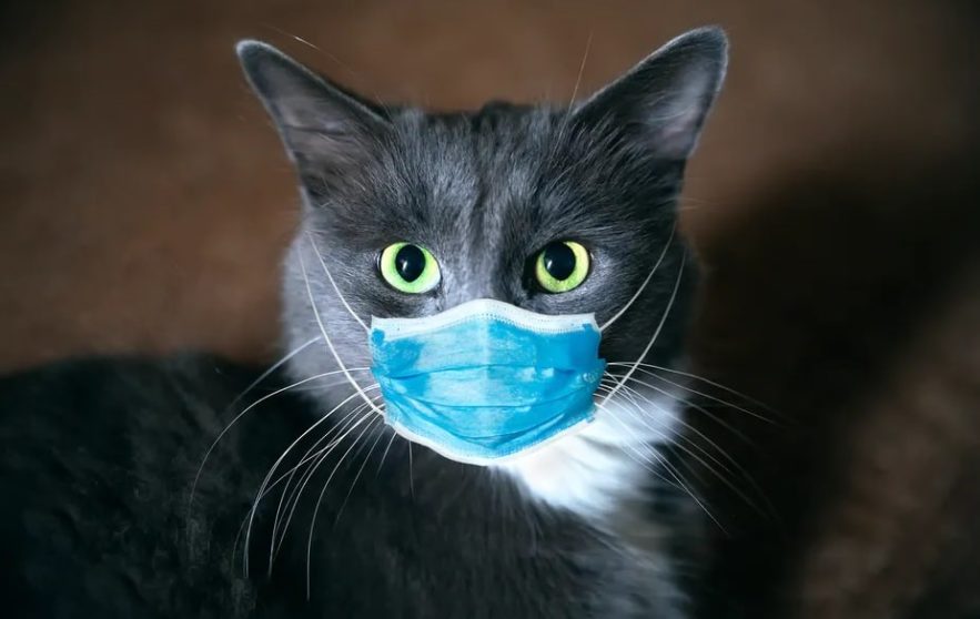 antiviral chat
