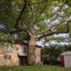 arbre canada chene rouge