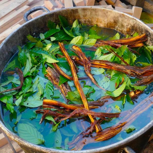 ayahuasca cerveau neuroimagerie