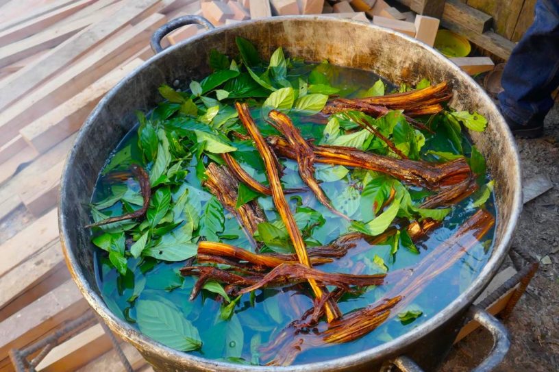 ayahuasca cerveau neuroimagerie