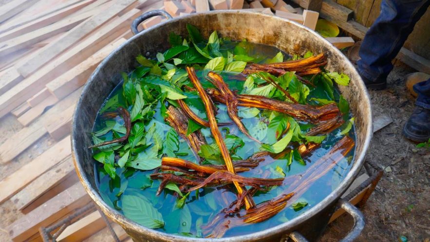 ayahuasca cerveau neuroimagerie