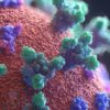 coronavirus proteine pointe
