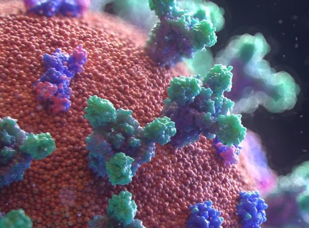 coronavirus proteine pointe
