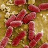 e coli bacterie