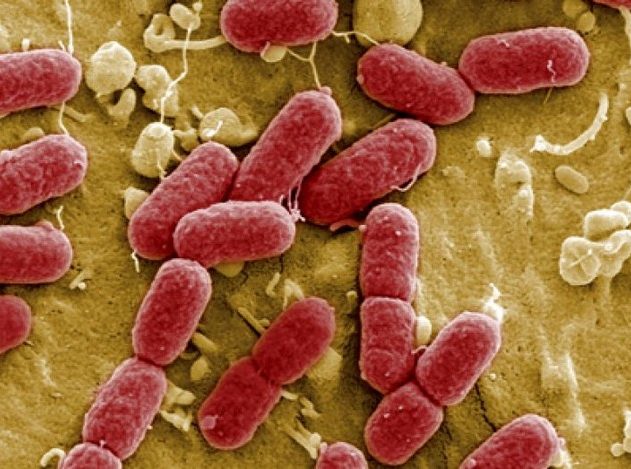 e coli bacterie