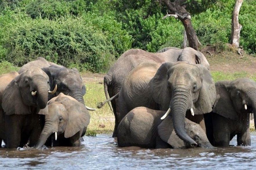 elephant mort botswana