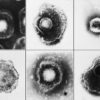 herpes virus