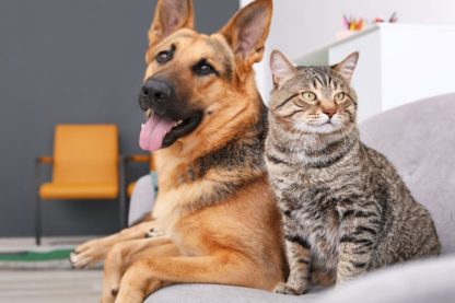 memoire chiens chats