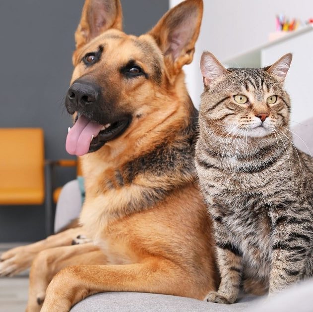 memoire chiens chats