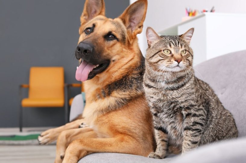 memoire chiens chats