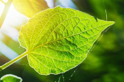 photofeuille energie