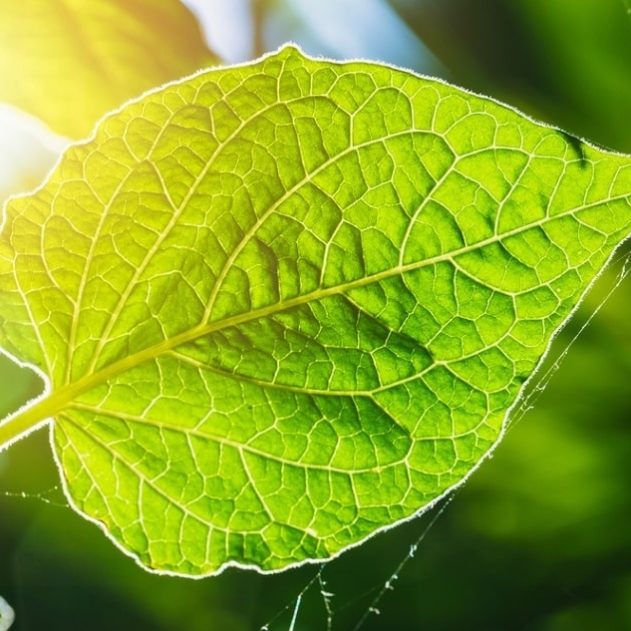 photofeuille energie