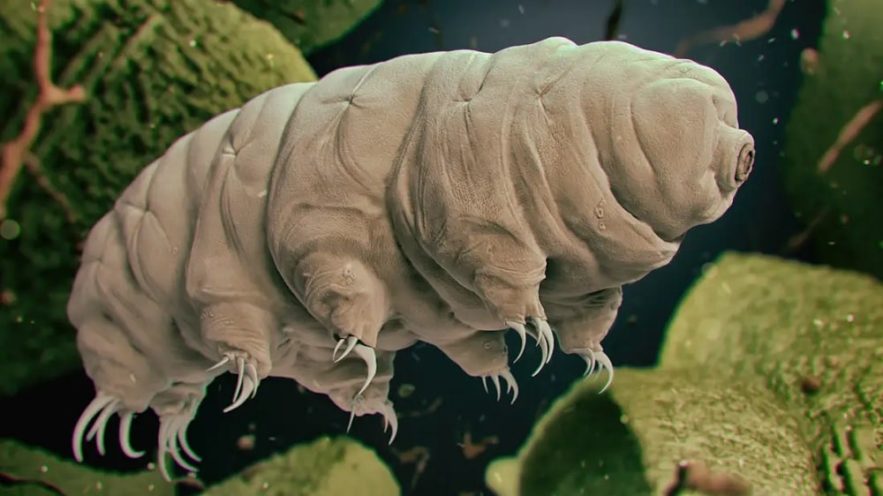 resistance tardigrades
