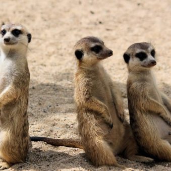 suricates meurtres