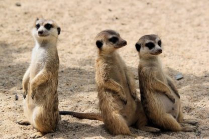 suricates meurtres