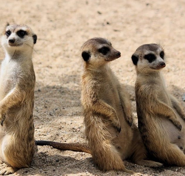 suricates meurtres