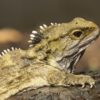 tuatara nouvelle zelande