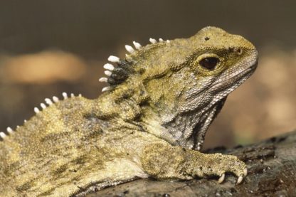 tuatara nouvelle zelande