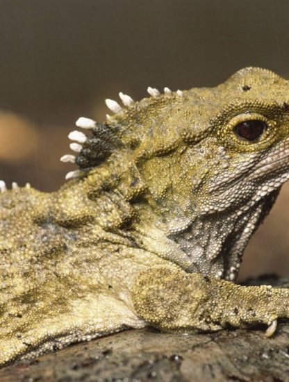 tuatara nouvelle zelande