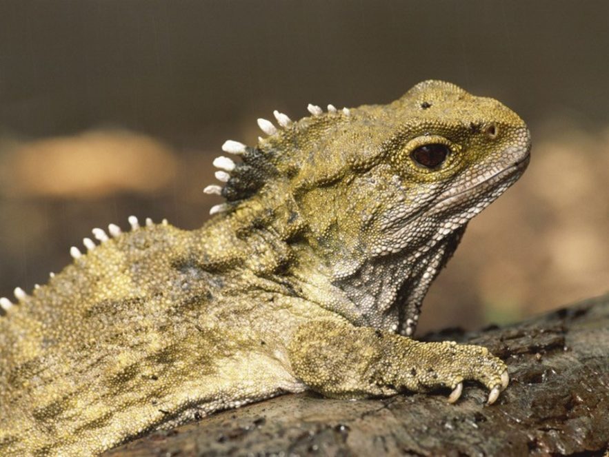 tuatara nouvelle zelande