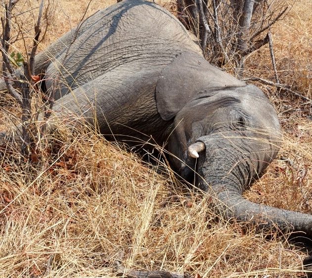 centaines éléphants morts Bostwana empoisonnement cyanobactéries couv