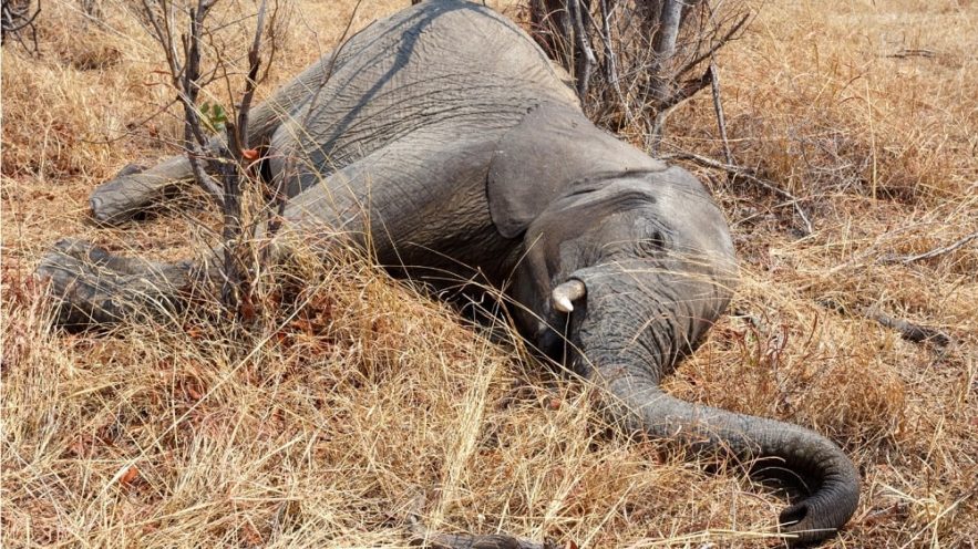 centaines éléphants morts Bostwana empoisonnement cyanobactéries couv