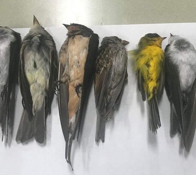 centaines milliers oiseaux migrateurs retrouvés morts Nouveau-Mexique couv