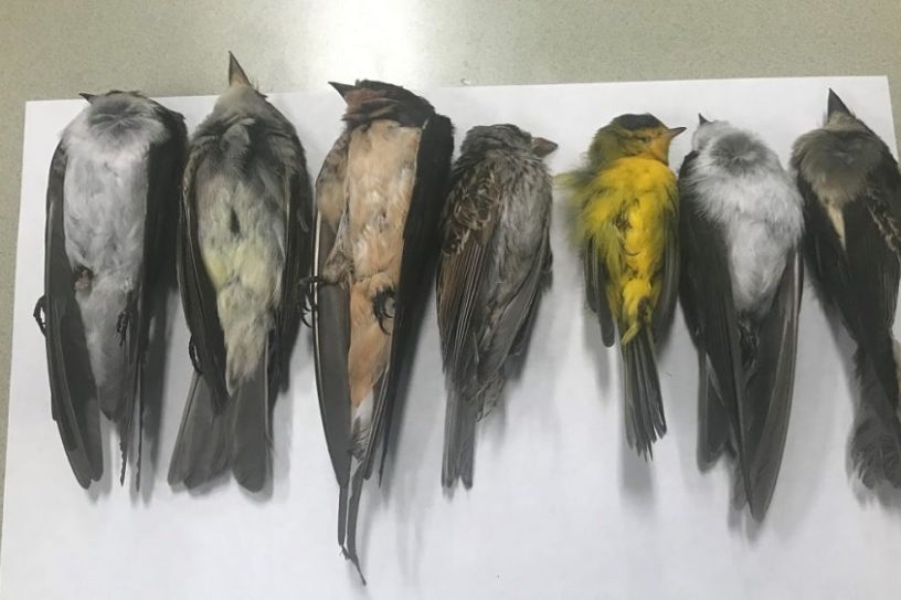 centaines milliers oiseaux migrateurs retrouvés morts Nouveau-Mexique couv
