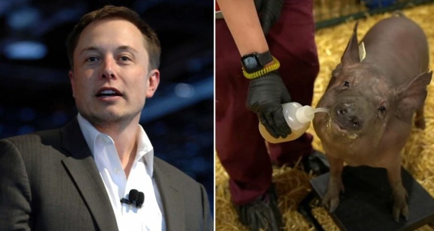 neuralink porcs