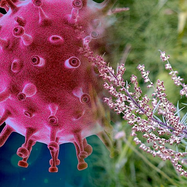 oms approuve tests plantes medicinales traditionnelles pour lutter covid-19