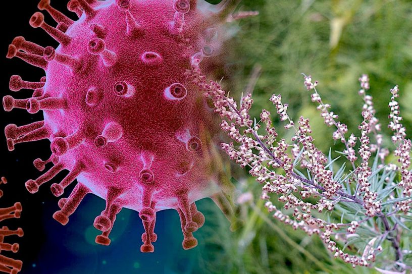 oms approuve tests plantes medicinales traditionnelles pour lutter covid-19