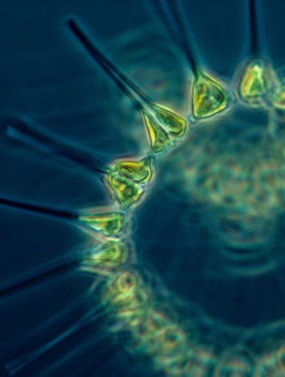 organismes marins mangeurs virus