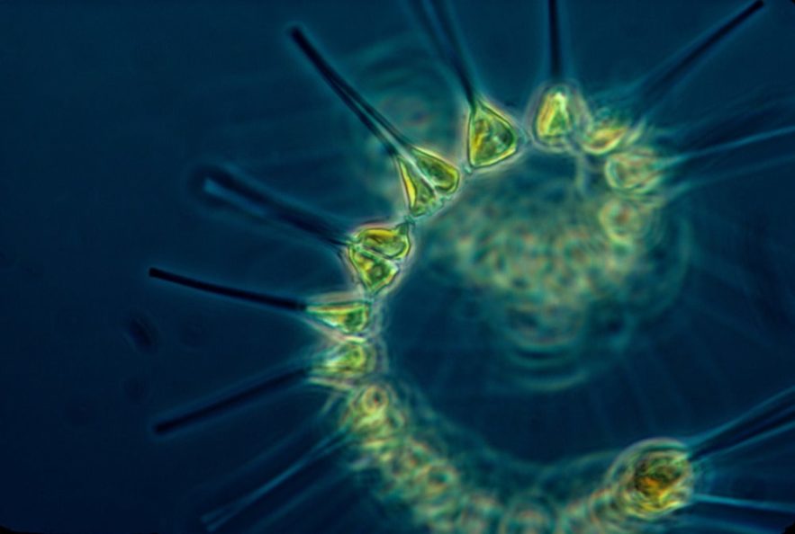 organismes marins mangeurs virus