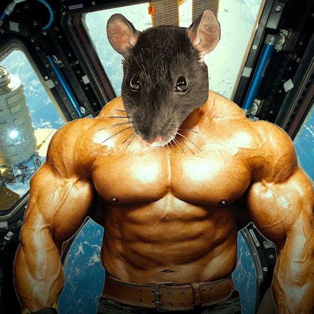 souris genetiquement modifiees ont conserve leur musculature apres sejour dans espace
