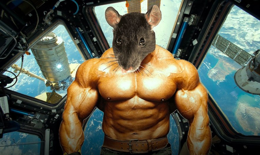 souris genetiquement modifiees ont conserve leur musculature apres sejour dans espace