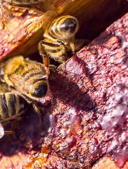 substances anticancereuses identifiees propolis rouge bresilienne