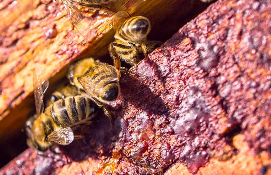 substances anticancereuses identifiees propolis rouge bresilienne