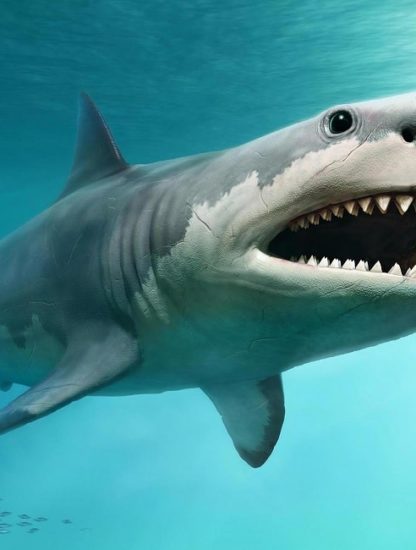 taille reelle megalodon