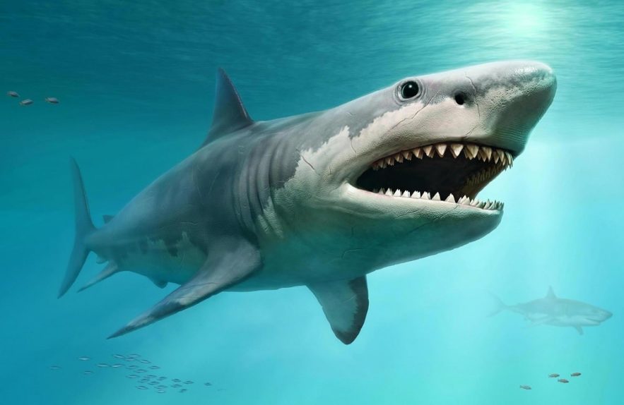 taille reelle megalodon