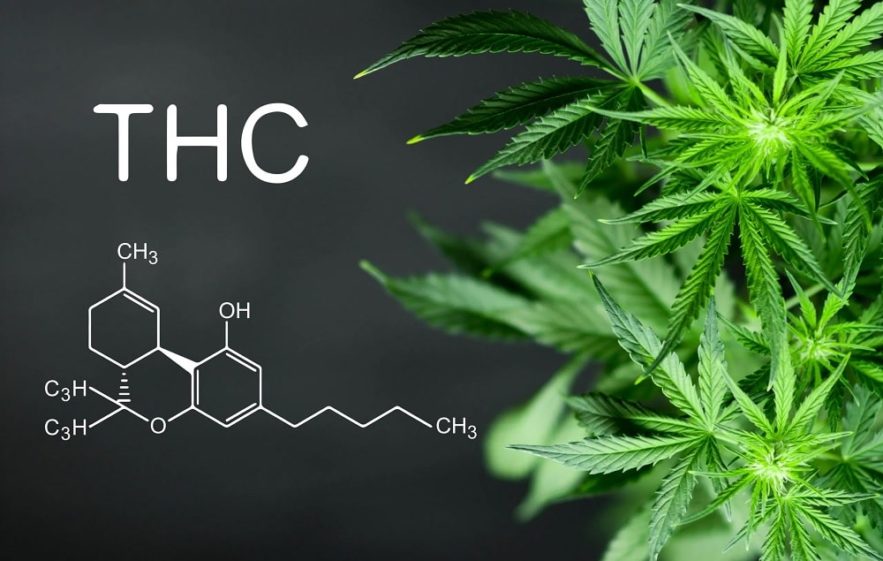 thc sdra