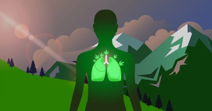 CBD réduit dommages pulmonaires COVID couv