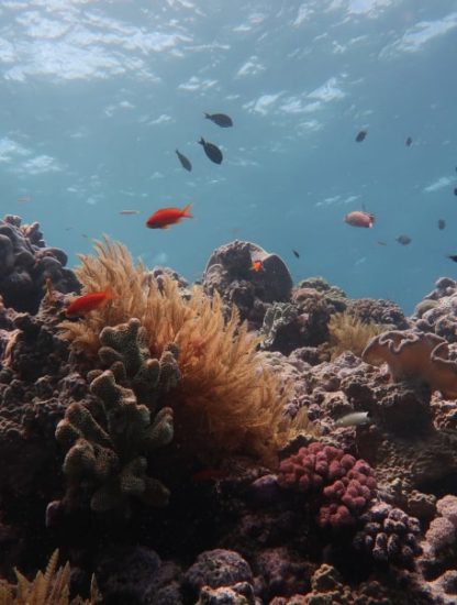 disparition coraux grande barrière corail
