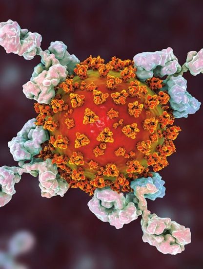 étude 35 ans coronavirus signe immunité long terme couv