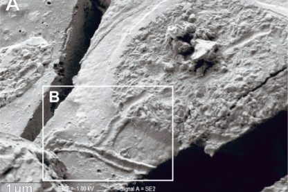 neurones intacts vitrification victime éruption vésuve