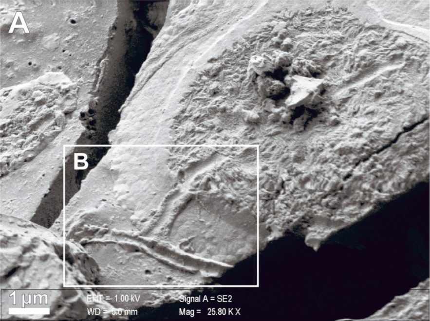 neurones intacts vitrification victime éruption vésuve