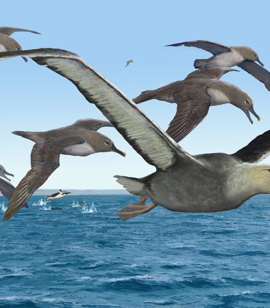 fossile oiseau géant antarctique
