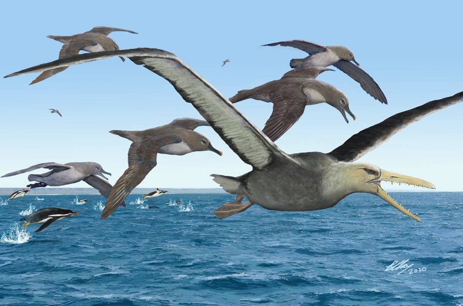 fossile oiseau géant antarctique