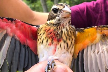oiseau rare femelle male pheucticus ludovicianus