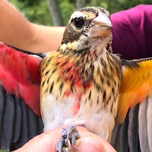 oiseau rare femelle male pheucticus ludovicianus