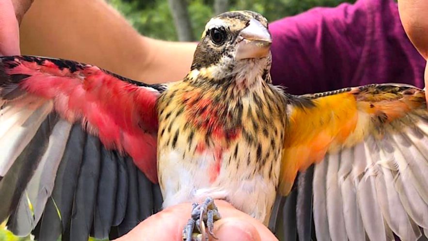 oiseau rare femelle male pheucticus ludovicianus